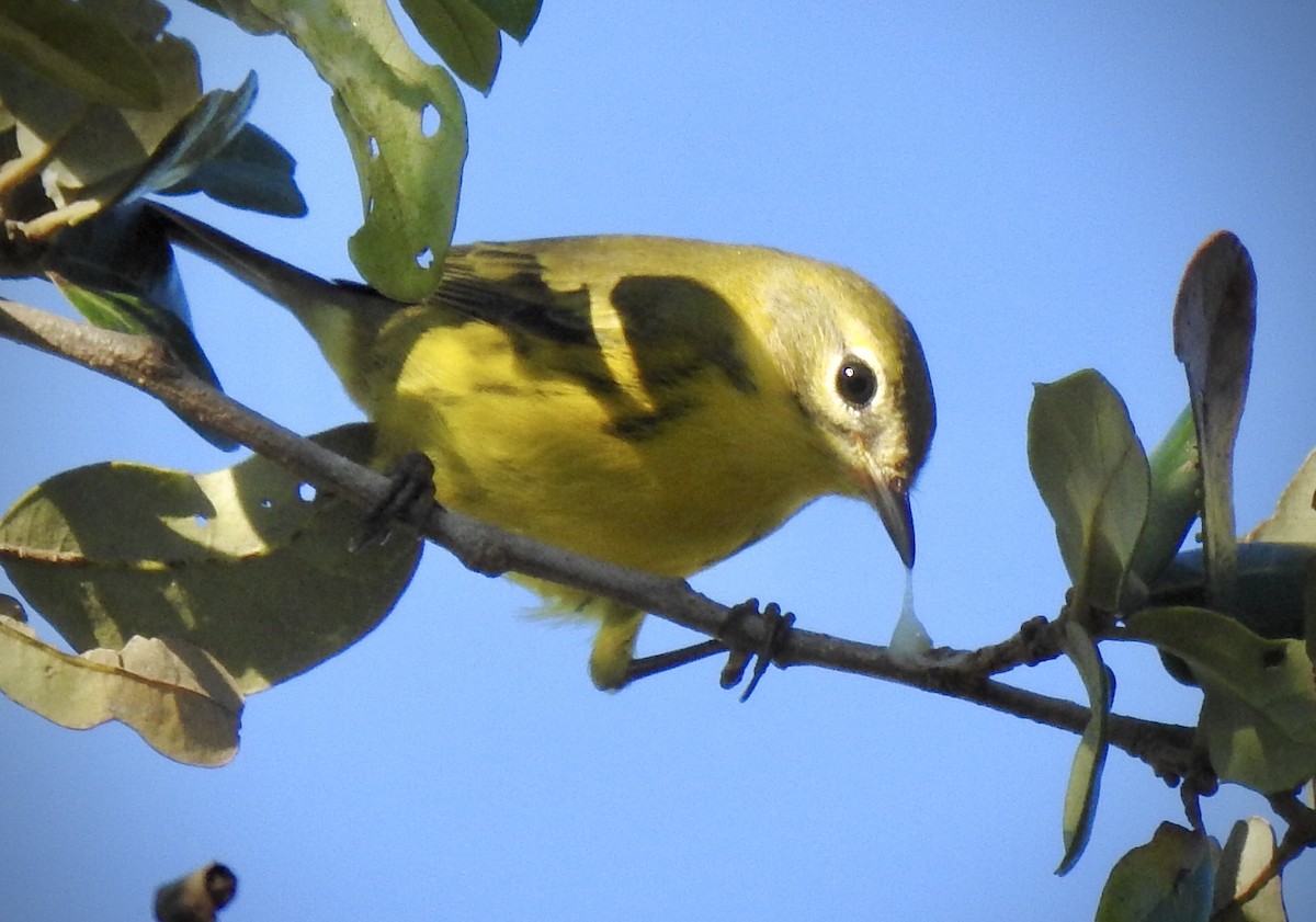 Prairie Warbler - ML265927001