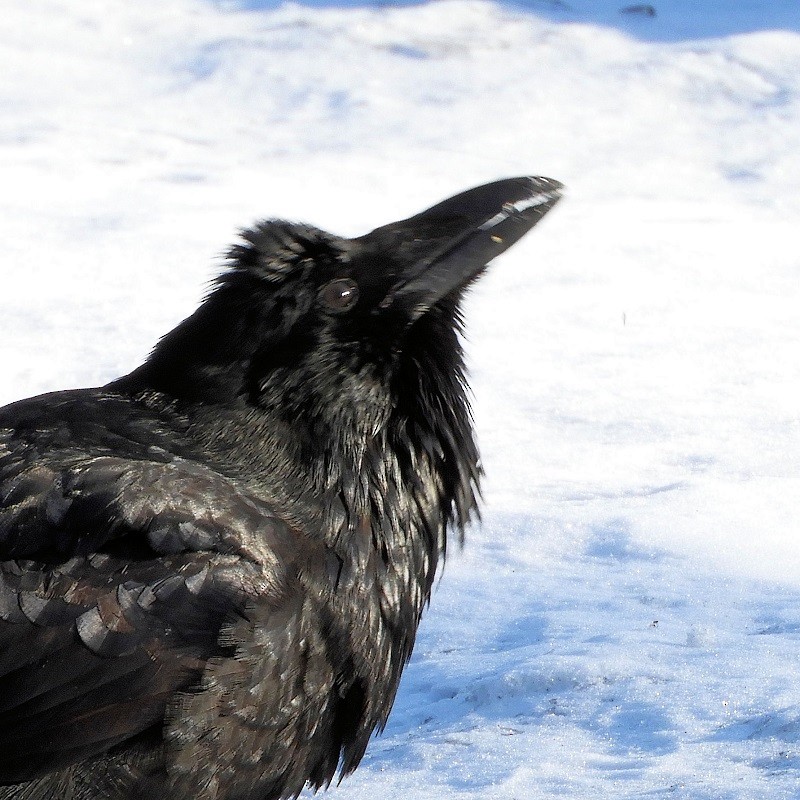 Common Raven - ML265928401