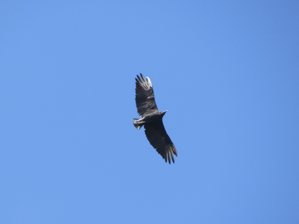 Black Vulture - ML265929151
