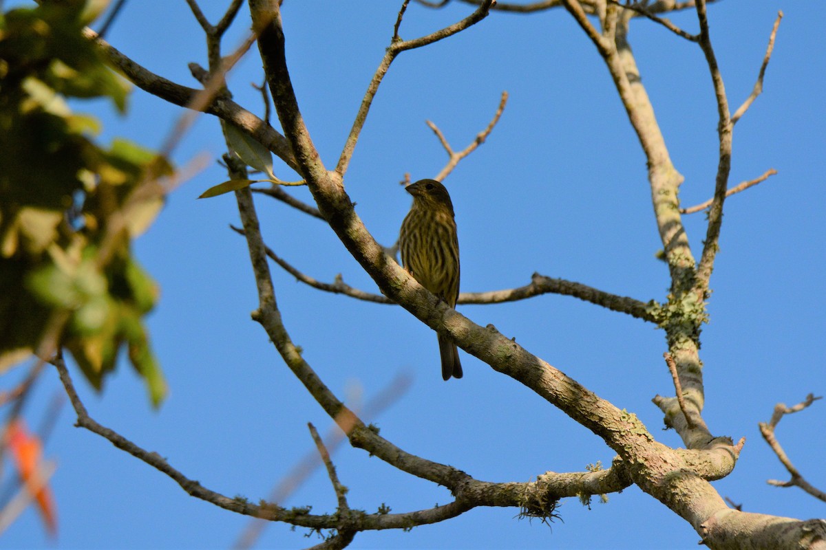 House Finch - ML265931491