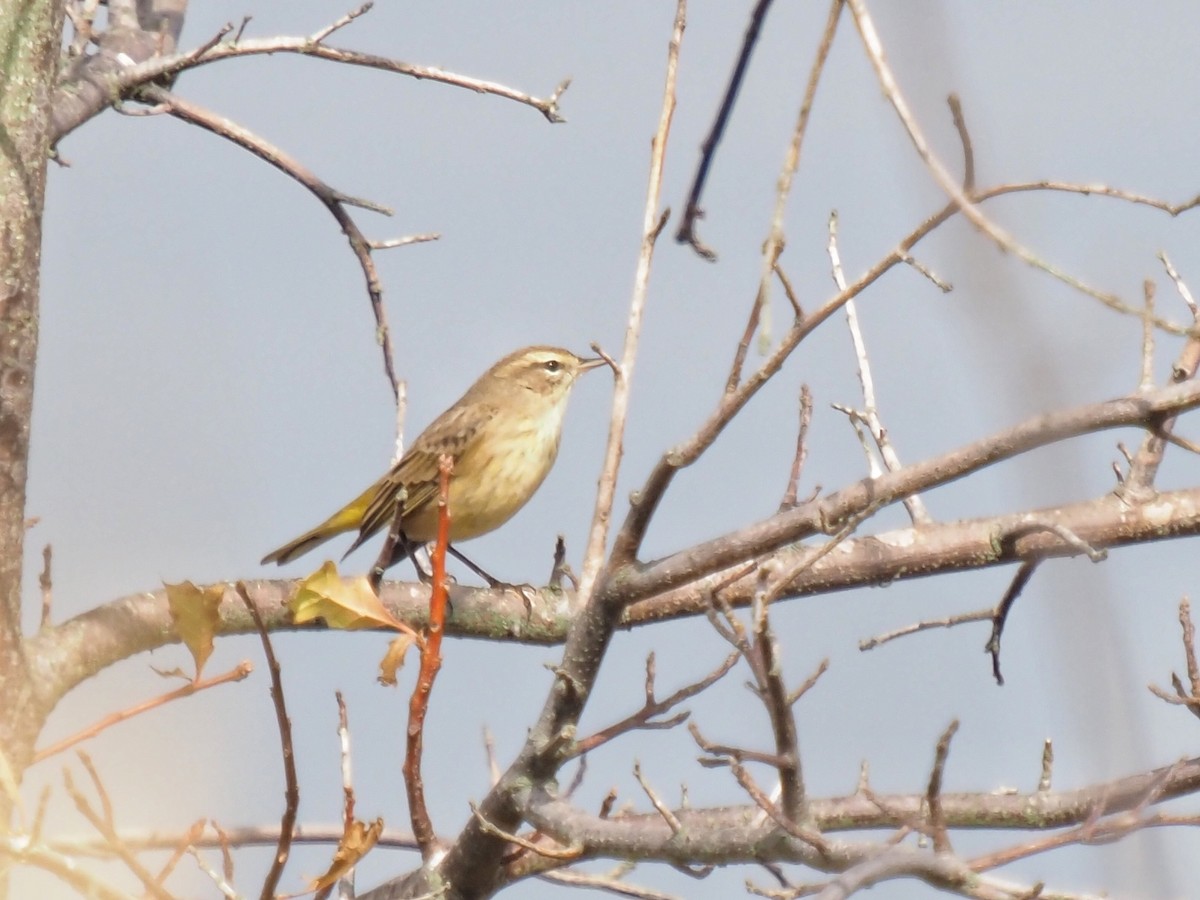 lesňáček bažinný (ssp. palmarum) - ML265933101