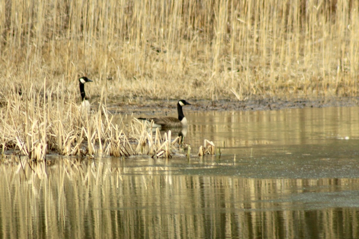 Canada Goose - ML26593341