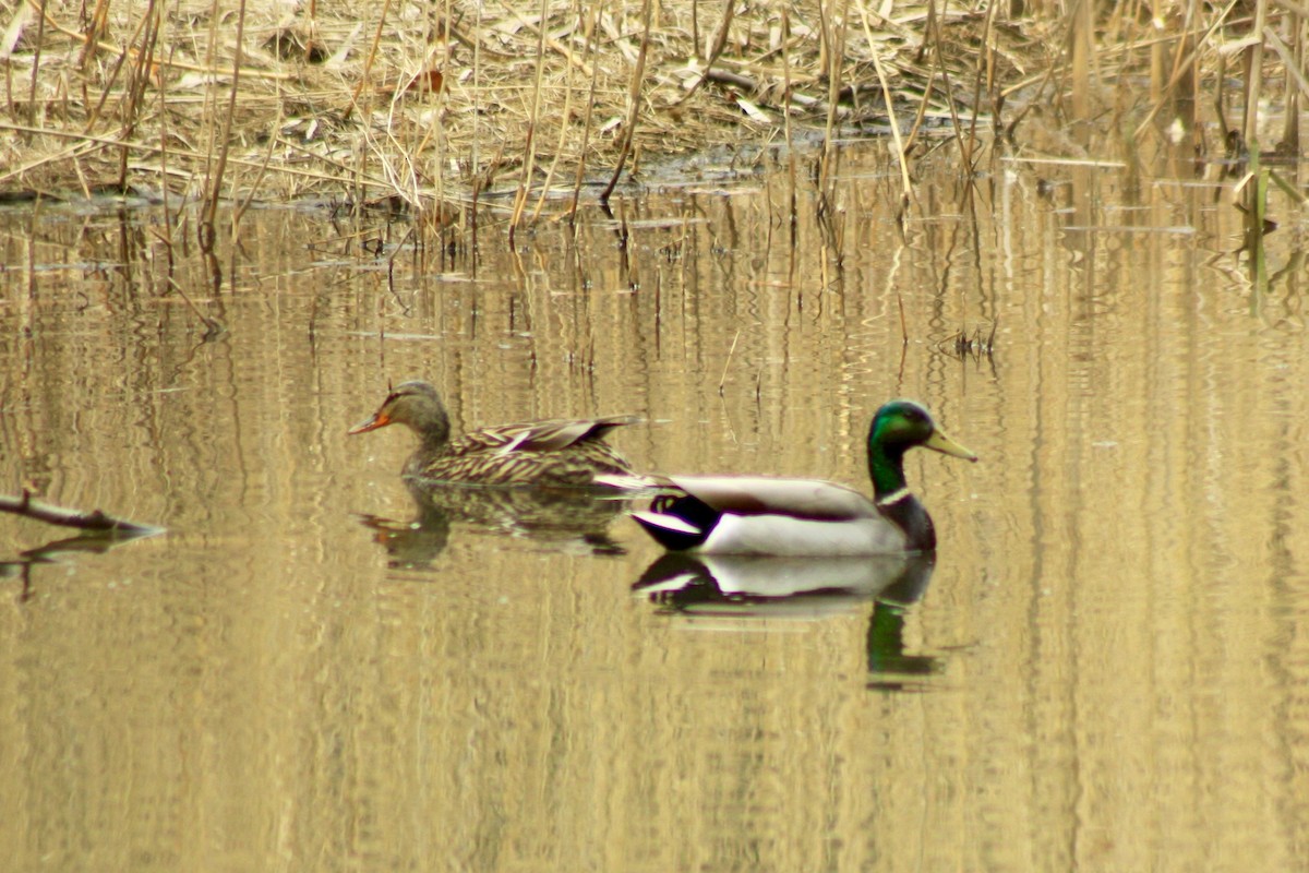 Canard colvert - ML26593391