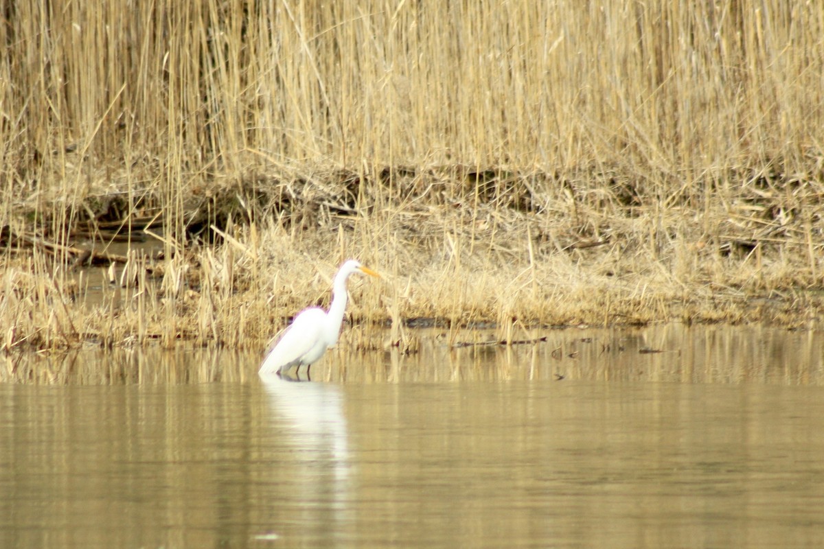 Great Egret - ML26593401