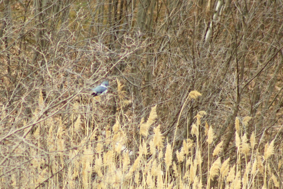 Belted Kingfisher - ML26593421