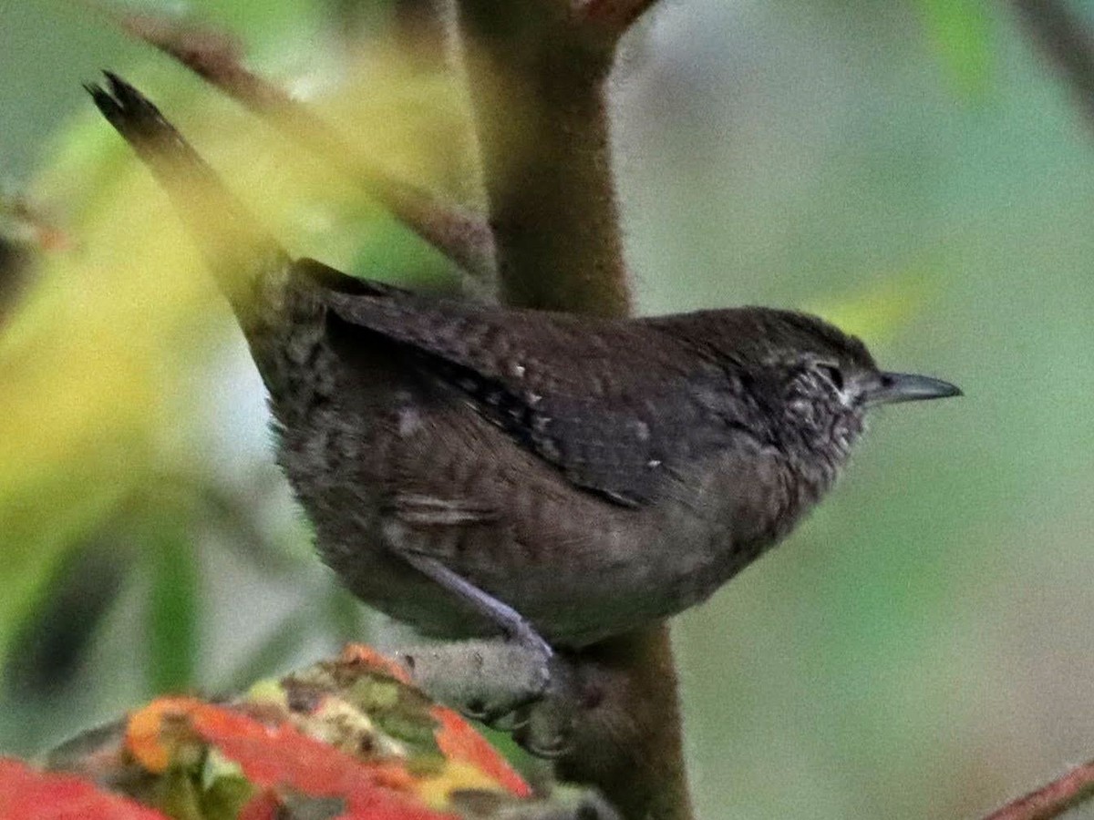 Northern House Wren - Kalpesh Krishna