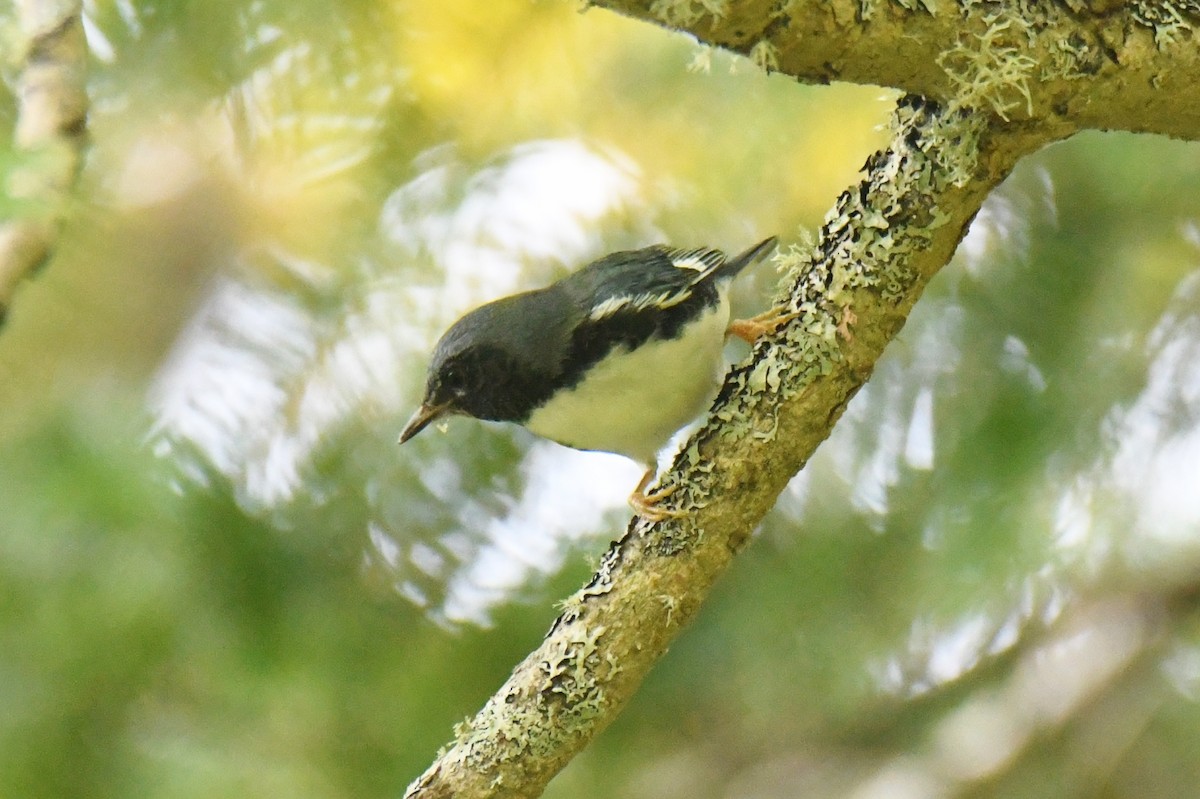 Black-throated Blue Warbler - ML265934821
