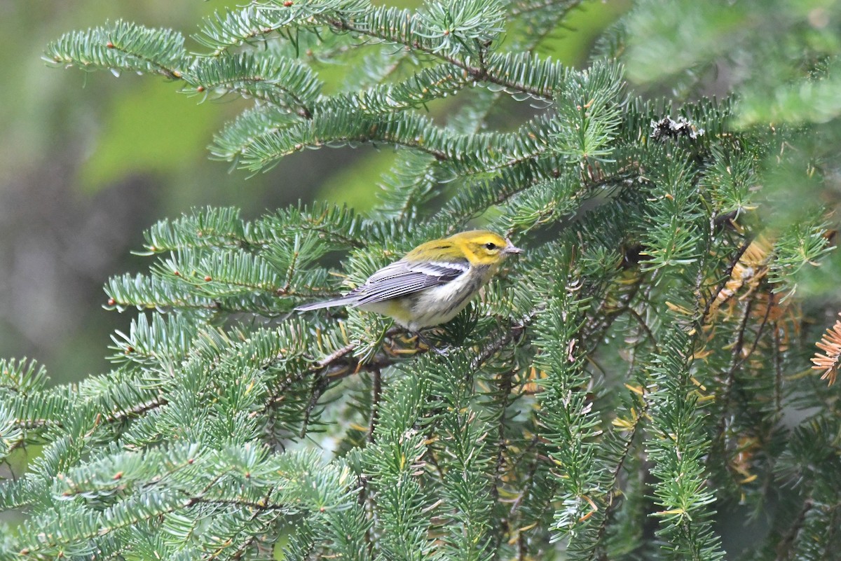 Black-throated Green Warbler - ML265937501