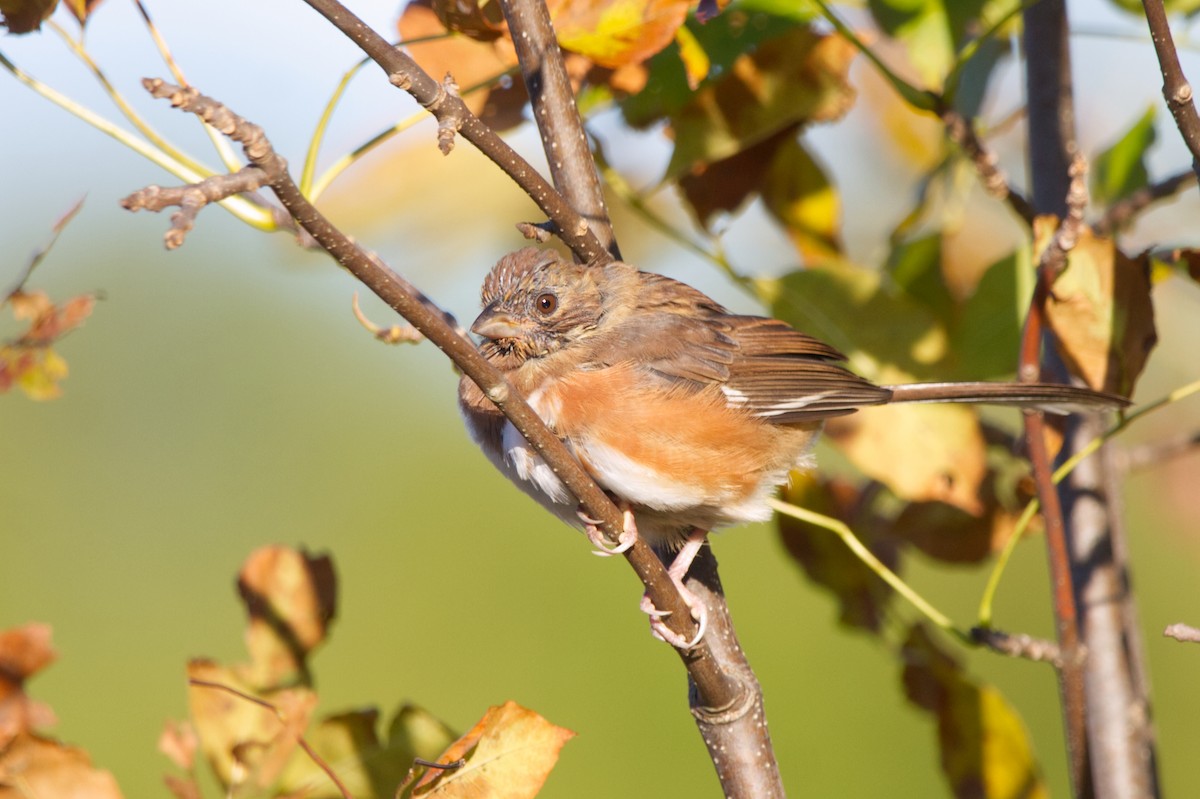 Eastern Towhee - Zane Shantz