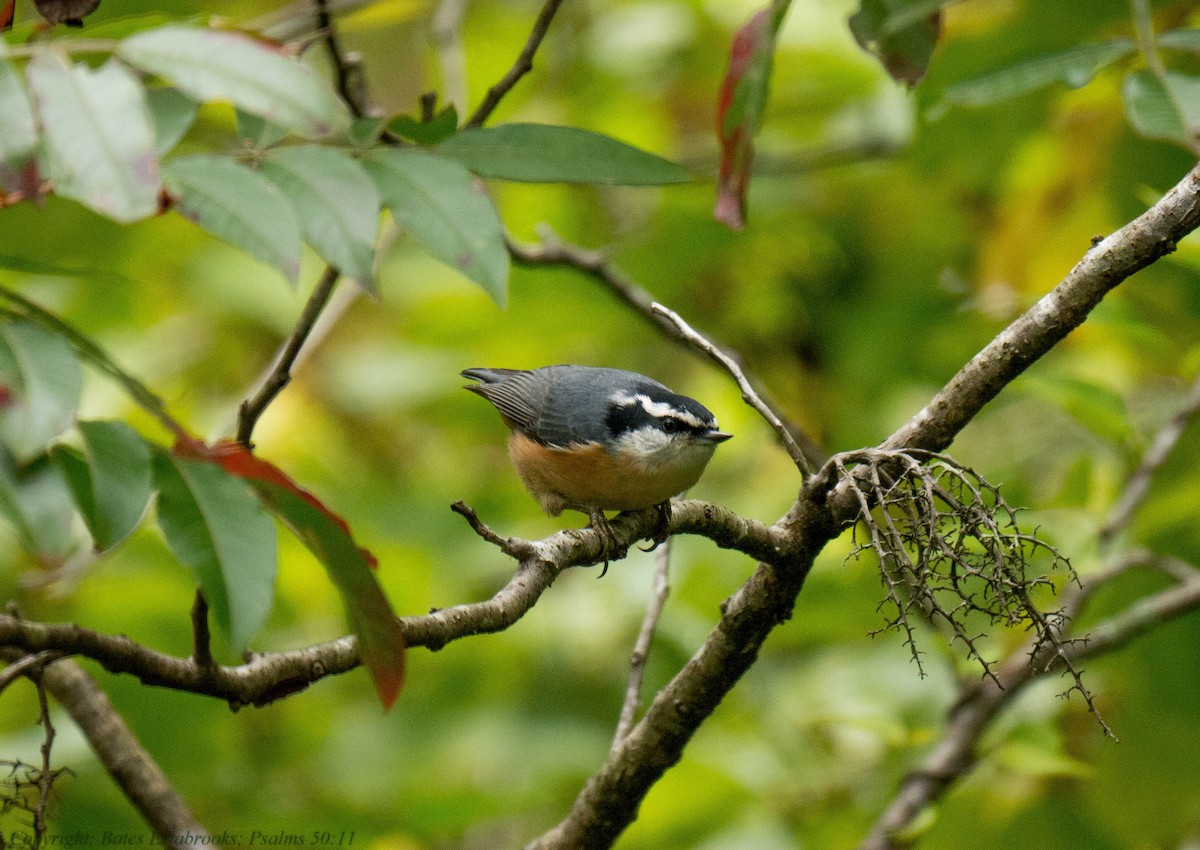 Red-breasted Nuthatch - Bates Estabrooks