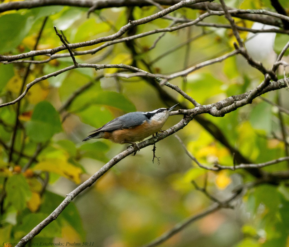 Red-breasted Nuthatch - Bates Estabrooks