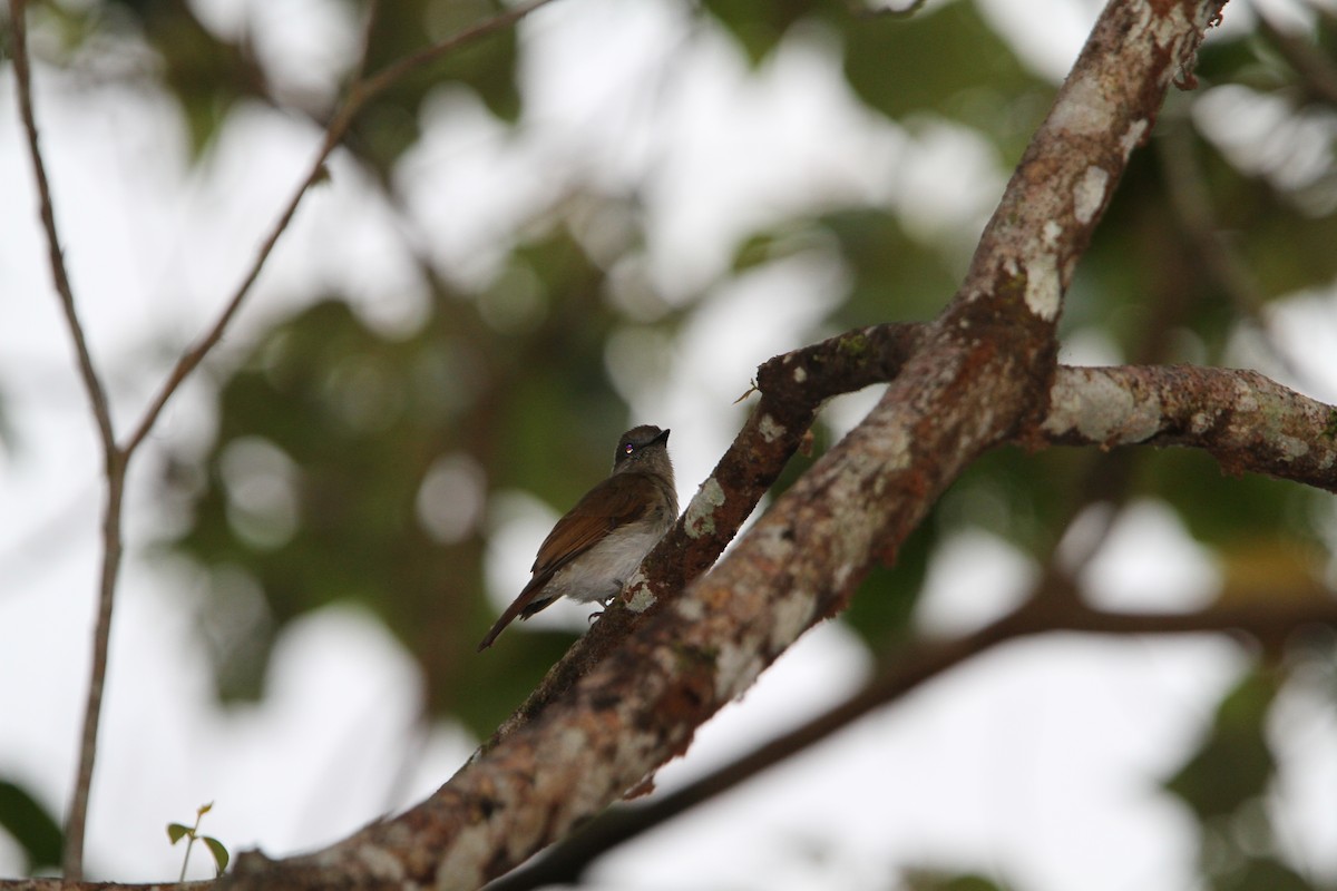 Sumba Jungle Flycatcher - ML265941071