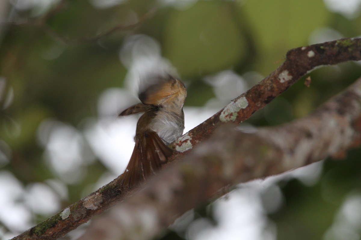 Sumba Jungle Flycatcher - ML265941101