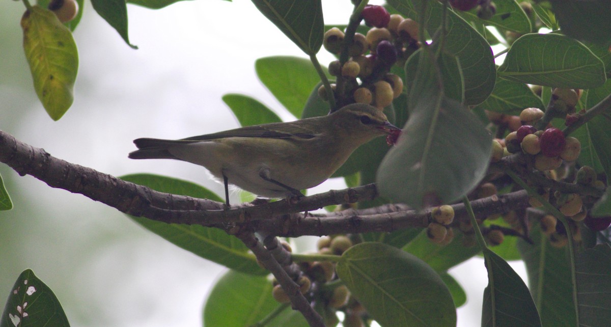 Tennessee Warbler - ML265942861