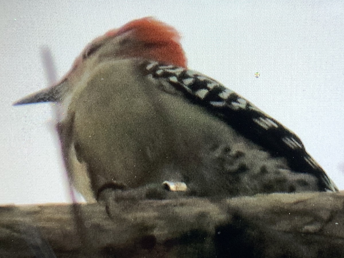 Red-bellied Woodpecker - ML265944061