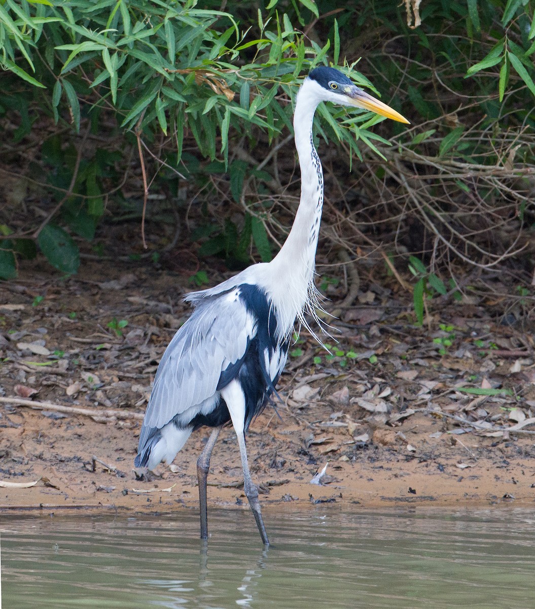 Cocoi Heron - José Martín