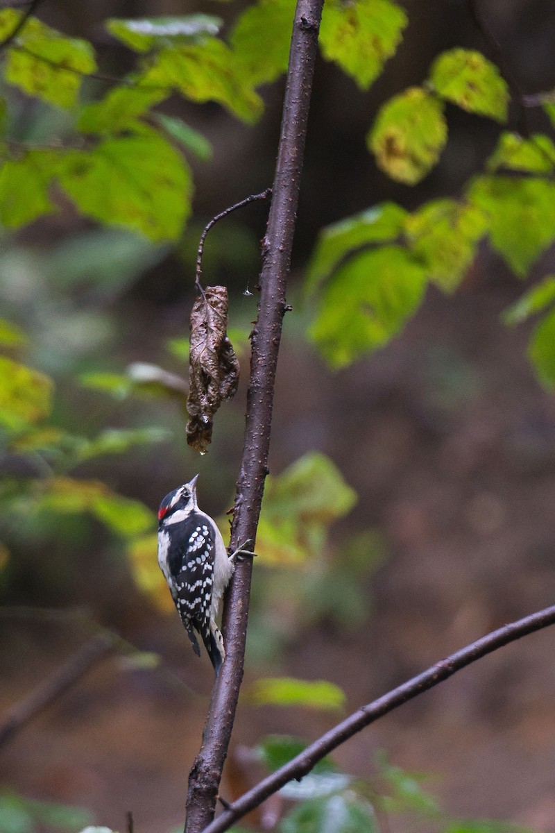 Downy Woodpecker - ML265946211