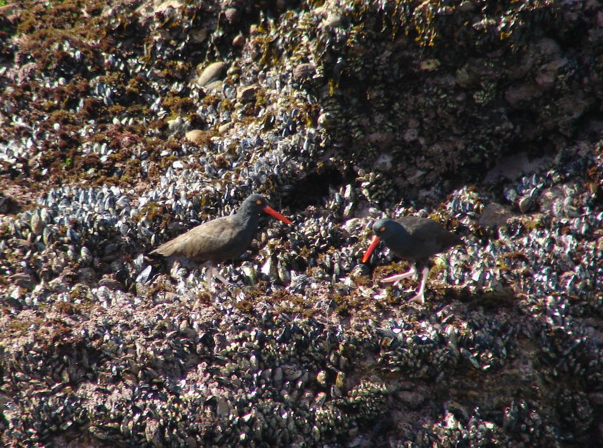 Black Oystercatcher - ML265946631