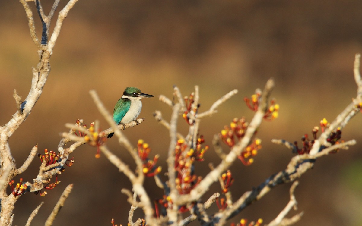 Collared Kingfisher - ML265946781