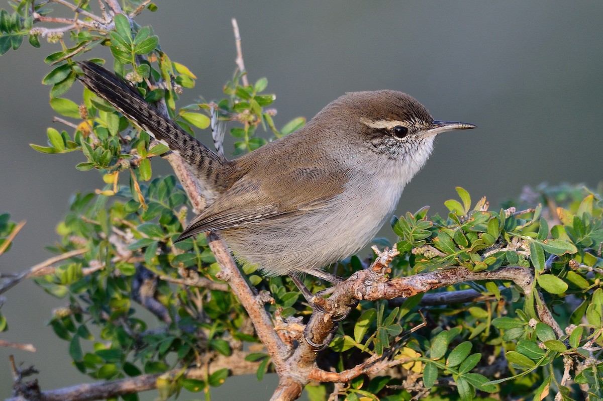 Bewick's Wren - ML265948651