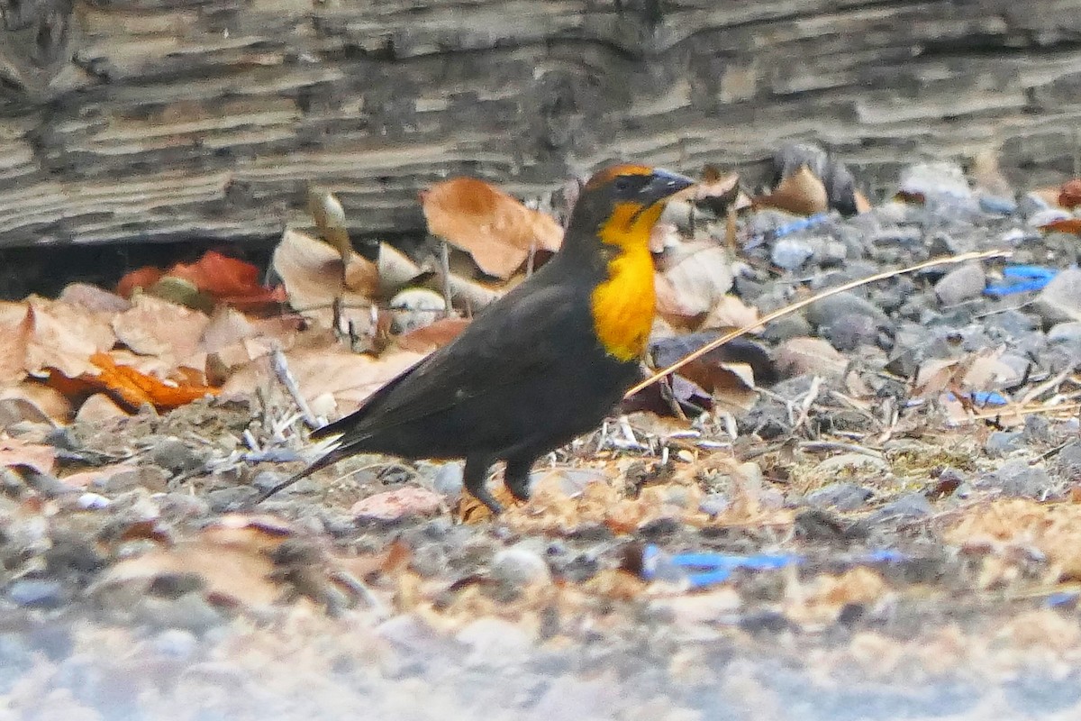 Yellow-headed Blackbird - ML265949221