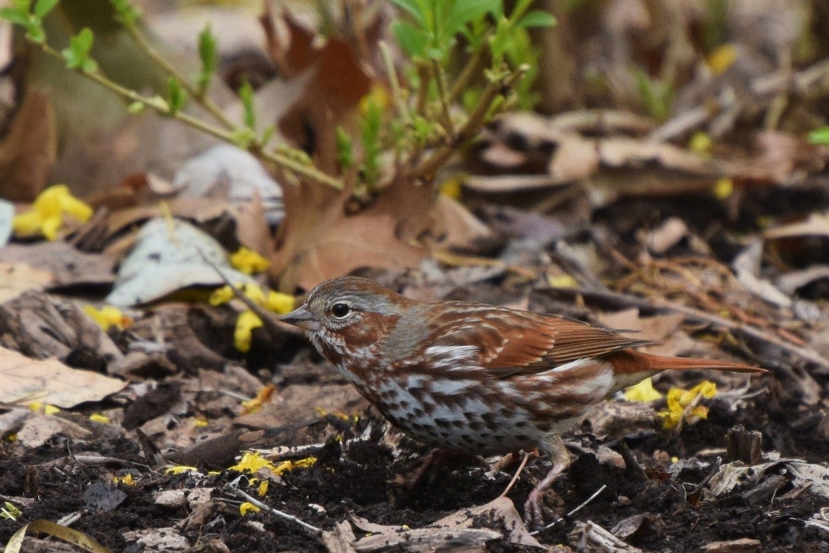 Fox Sparrow - ML26595141