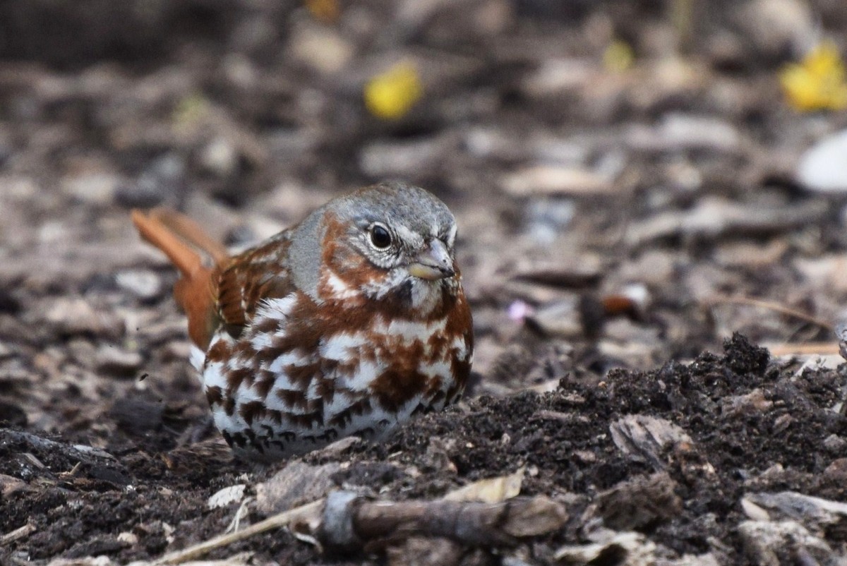 Fox Sparrow - ML26595151