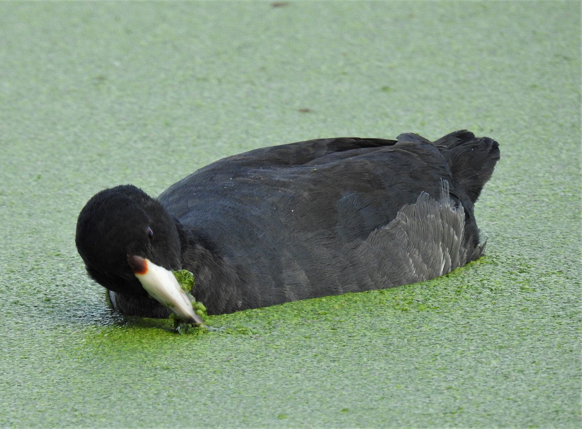 American Coot - ML265953291