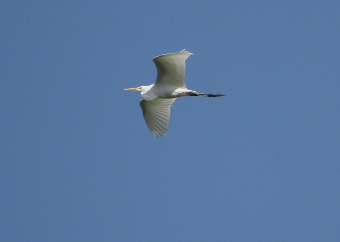 Great Egret - ML265953671