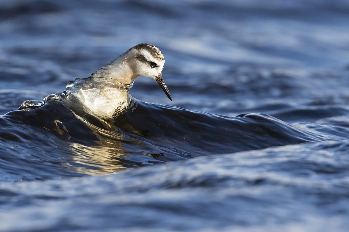 Red Phalarope - ML265955761