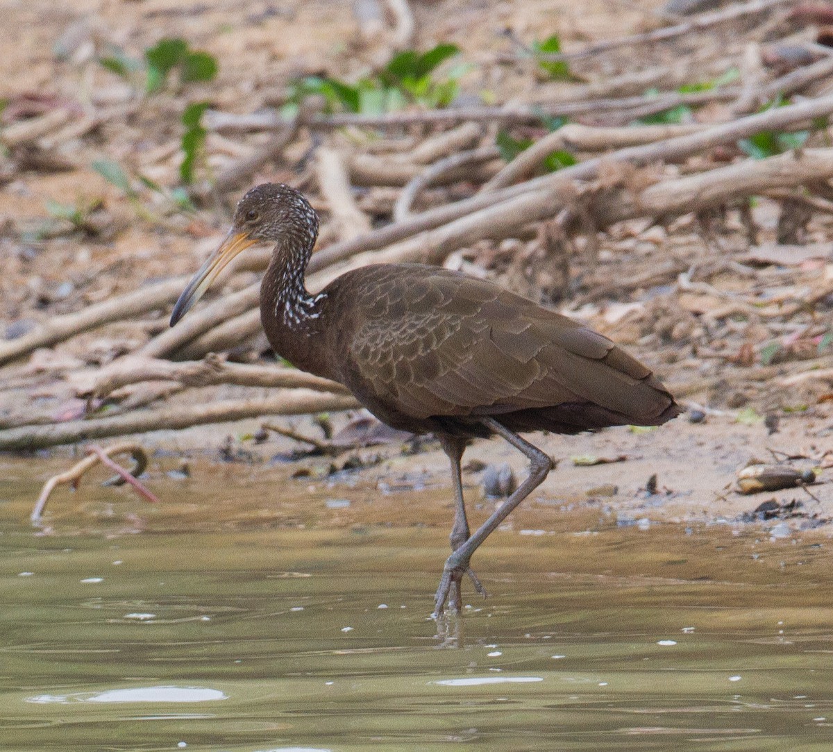 Limpkin - ML265956391