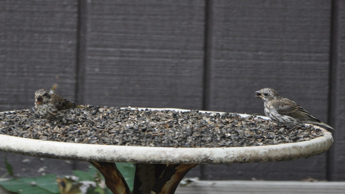 Purple Finch - ML265956511