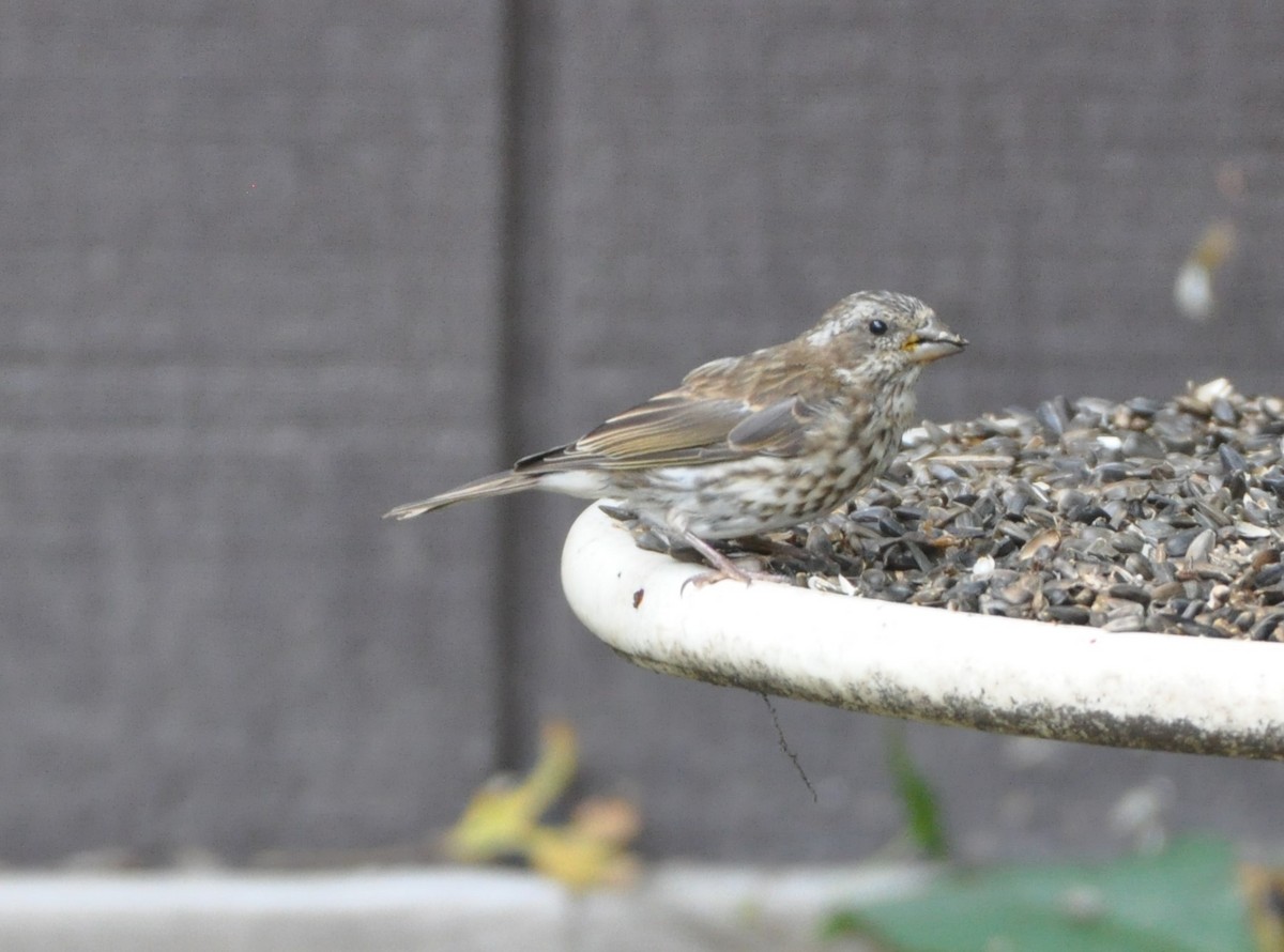 Purple Finch - ML265956601