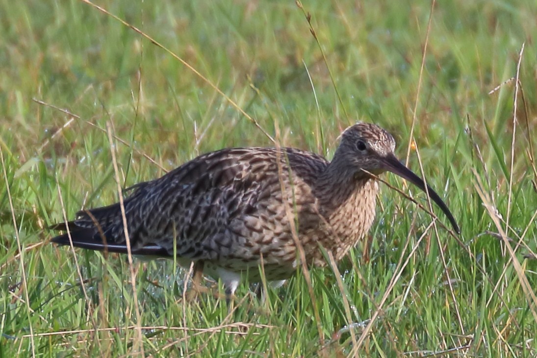 Eurasian Curlew - ML265957541