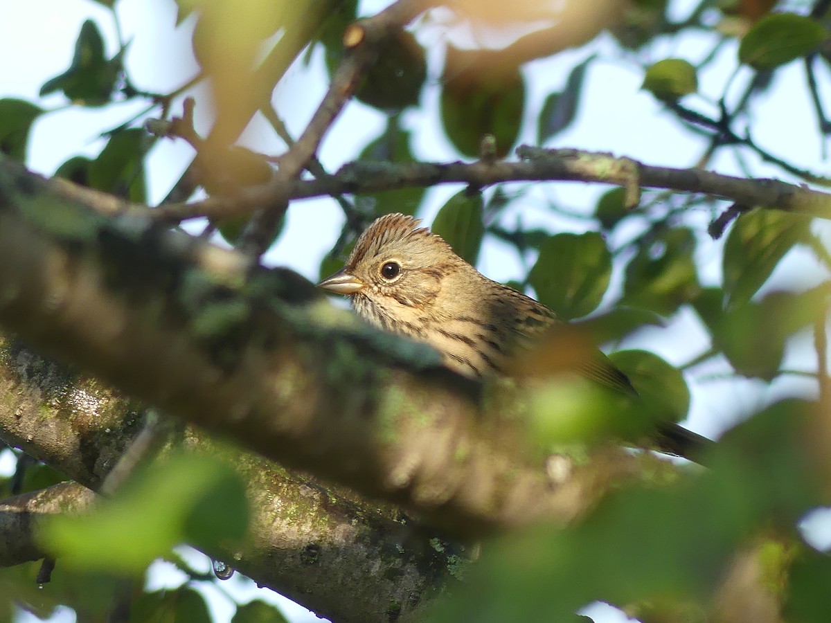 Lincoln's Sparrow - ML265957821