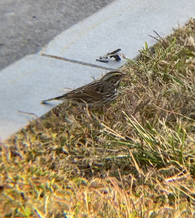 Savannah Sparrow - ML265957991