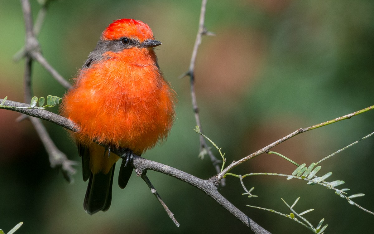 Vermilion Flycatcher - ML265958071