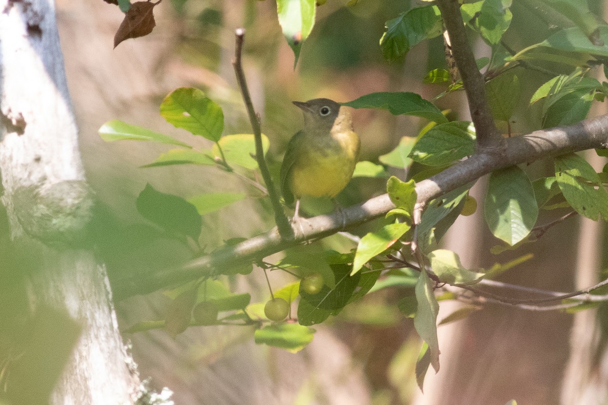 Connecticut Warbler - ML265958171