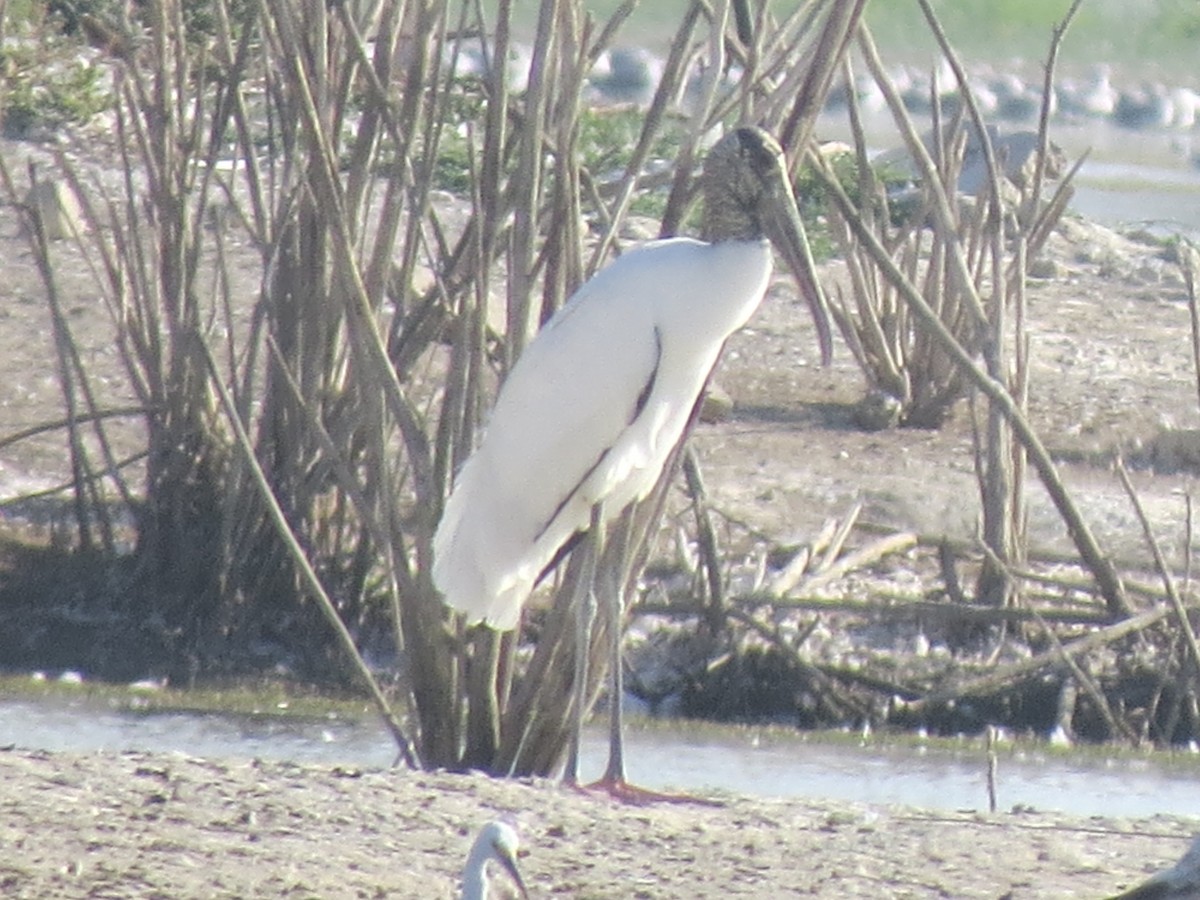 Wood Stork - ML265959081