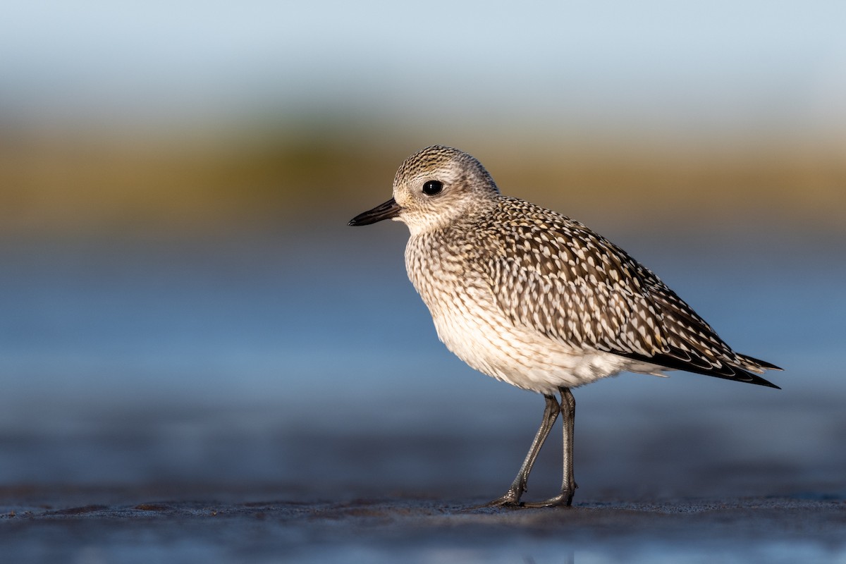 Black-bellied Plover - Steven McGrath