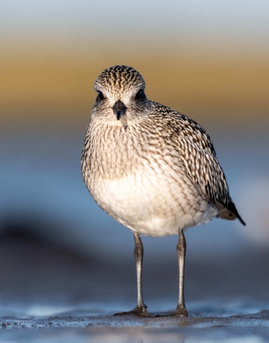 Black-bellied Plover - ML265960101