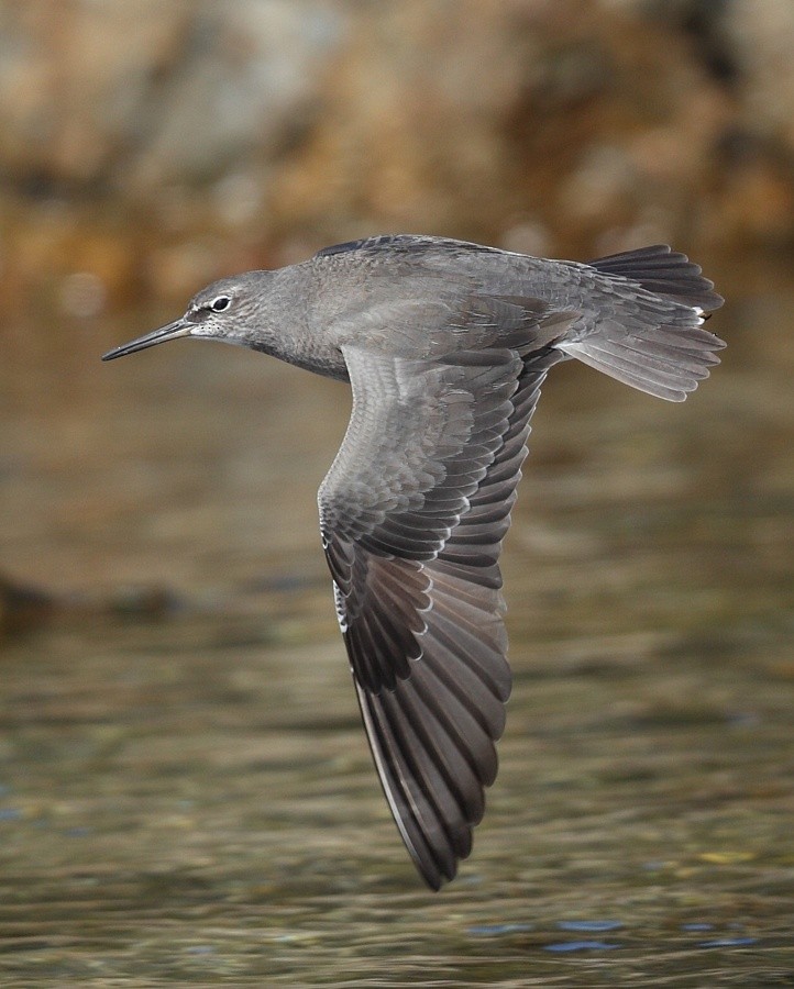 Wandering Tattler - Mat Gilfedder