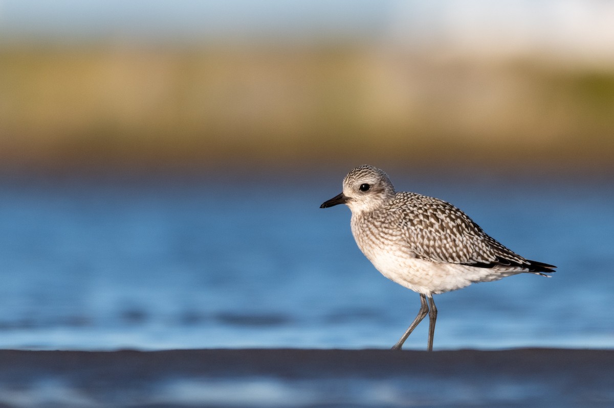 Black-bellied Plover - Steven McGrath