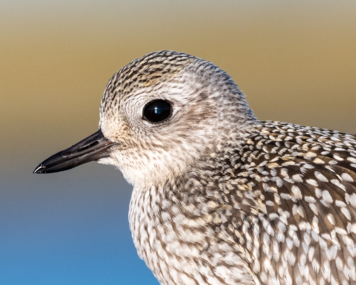 Black-bellied Plover - Steven McGrath