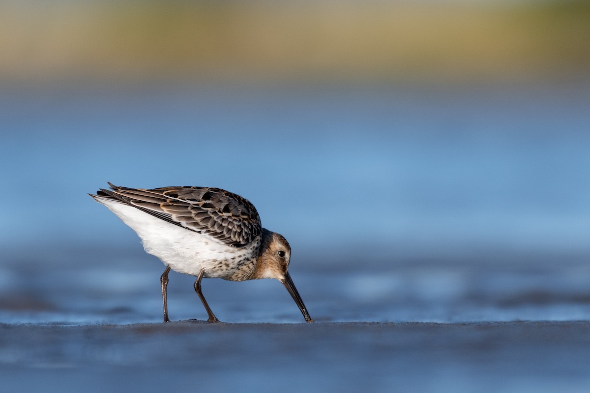 Dunlin - Steven McGrath