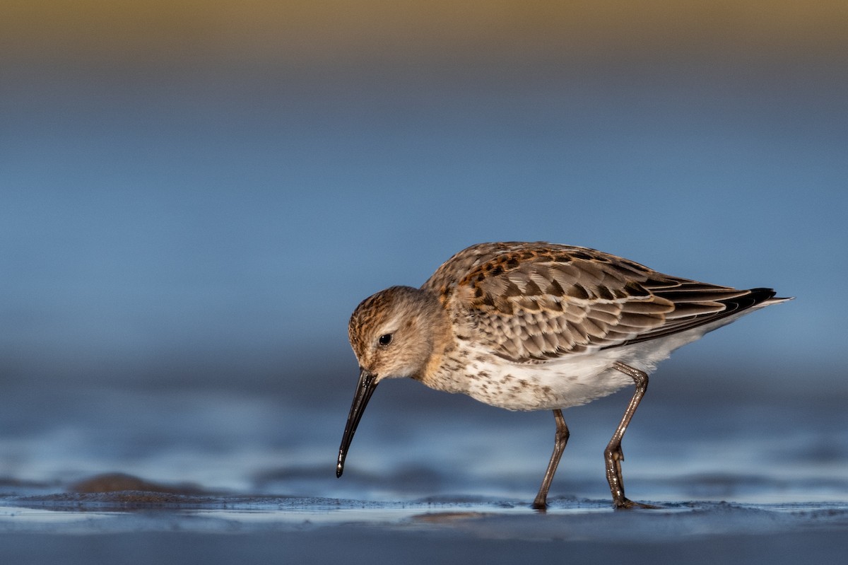 Dunlin - ML265961911