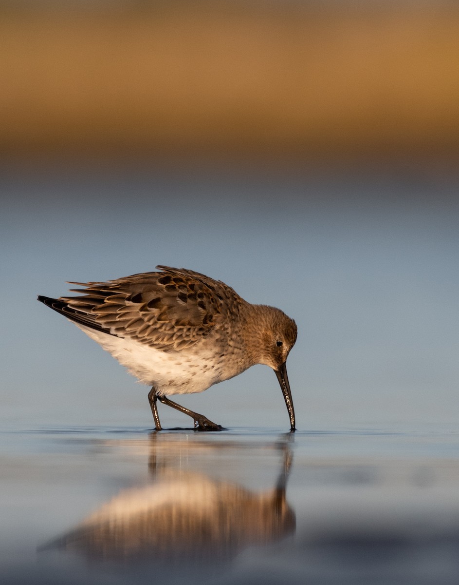 Dunlin - Steven McGrath