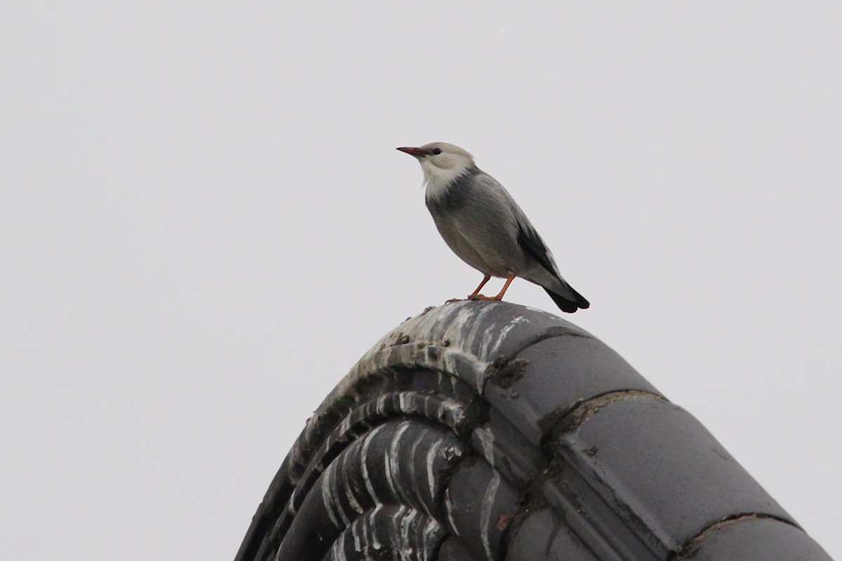 Red-billed Starling - ML265964011