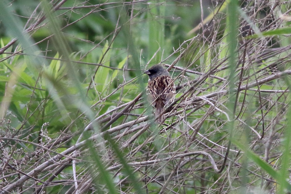 Black-faced/Masked Bunting - ML265964261