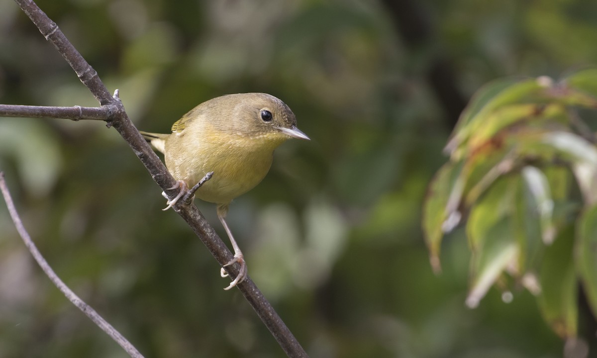 Common Yellowthroat - Heather Wolf